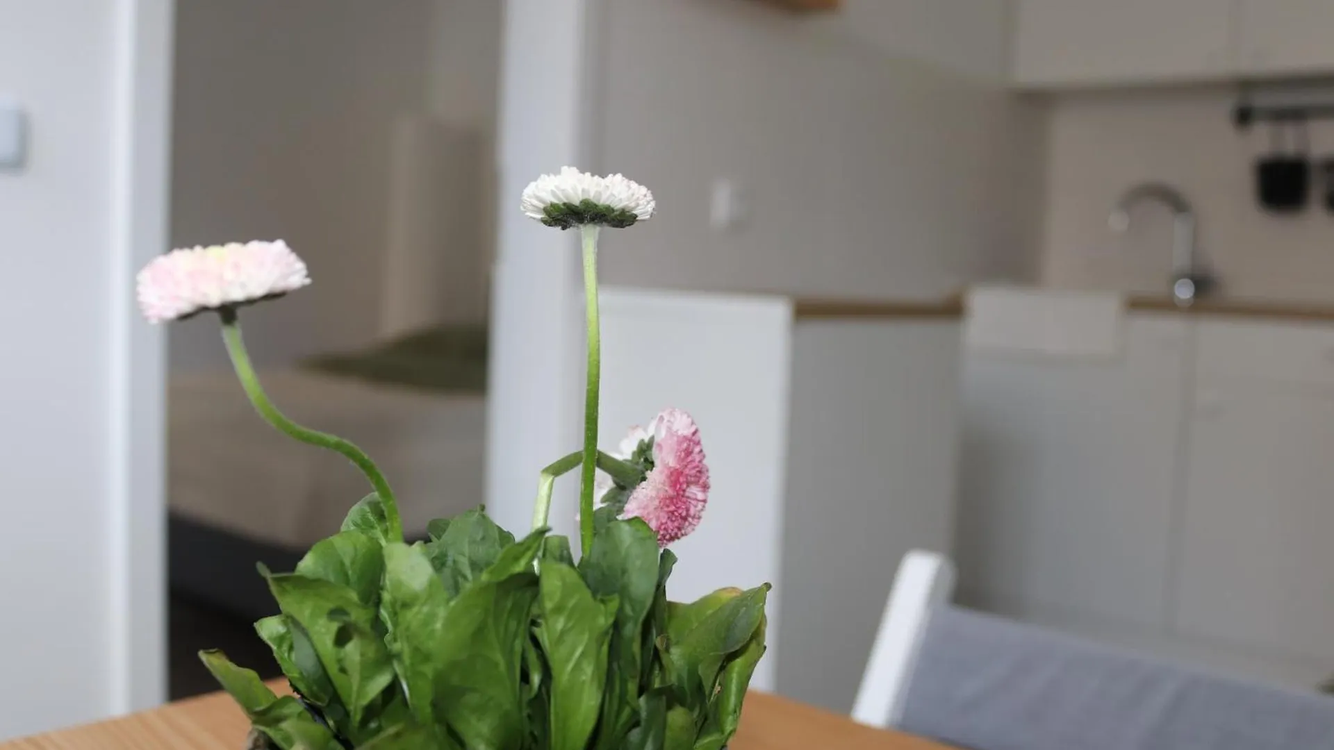 Maruliving H343 Apartment Cologne Germany